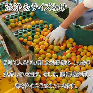 梅干 いなみの里梅園　白干梅1.5kg　塩分約15％【和歌山産】紀州南高梅　印南町