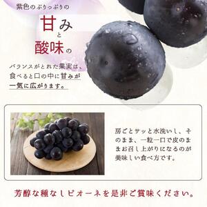 ピオーネ 約2kg　紀州和歌山 かつらぎ産【2025年8月下旬以降発送予定】【UT119】