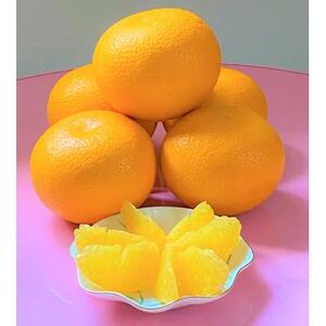 印南町産の『木成り』はっさく20個前後（L～3Lサイズ）