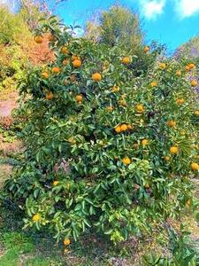 印南町産の『木成り』はっさく20個前後（L～3Lサイズ）