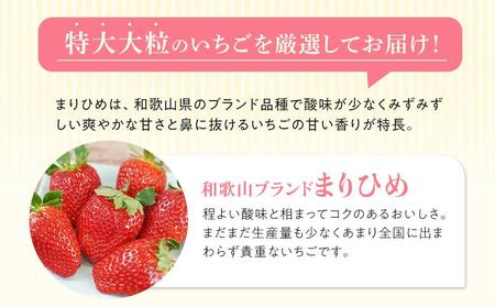 特大まりひめイチゴ 朝摘 6個～11個入×2パック【2025年1月中旬頃より発送】【先行予約】