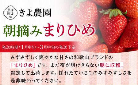 特大まりひめイチゴ 朝摘 6個～11個入×4パック【2025年1月中旬頃より発送】【先行予約】