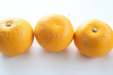 【訳あり・ご家庭用】はっさく(八朔)約10kg 和歌山産