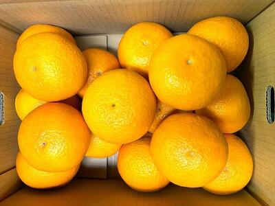 清見オレンジ約5kg 箱込 （15個前後）L～3Lサイズ【地元印南町産】