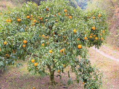 清見オレンジ約5kg 箱込 （15個前後）L～3Lサイズ【地元印南町産】