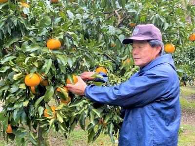清見オレンジ約5kg 箱込 （15個前後）L～3Lサイズ【地元印南町産】