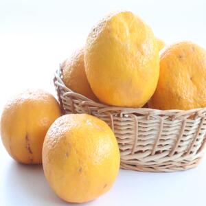 【ご家庭用】甘夏(あまなつ)約10kg 和歌山産