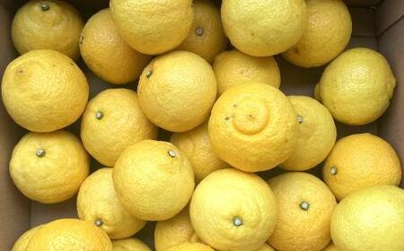 ［さわやか柑橘］和歌山県産はるかみかん約4.5kg（サイズ混合　秀品）★2026年2月下旬頃より順次発送［TM162］