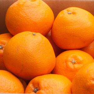 ［先行予約］厳選 はるみ5kg+250g（傷み補償分）［デコポンの姉妹品種・新食感春みかん］［光センサー選別］［IKE122］