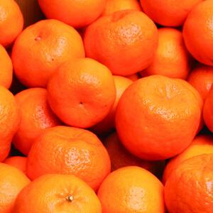 ［先行予約］厳選 ポンカン1kg+250g（傷み補償分）［IKE19］