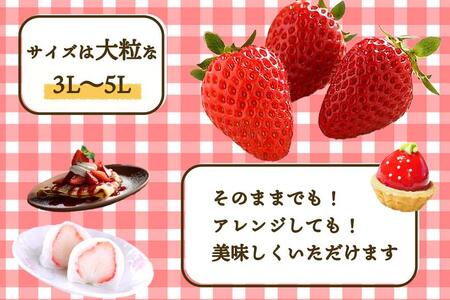 いちご（まりひめ）3パック【和歌山生まれのイチゴ】