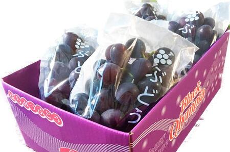 紀州有田産 ブラックオリンピア (ハチミツぶどう) 約2kg［2026年8月中旬以降発送予定］［UT107］