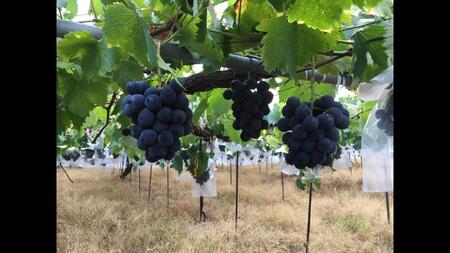 紀州有田産 ブラックオリンピア (ハチミツぶどう) 約2kg［2026年8月中旬以降発送予定］［UT107］