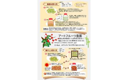 ［梅干・梅酒用］大玉4Lサイズ約10kg熟南高 生梅 赤秀品＜2026年6月上旬～7月7日発送予定＞［ART02］