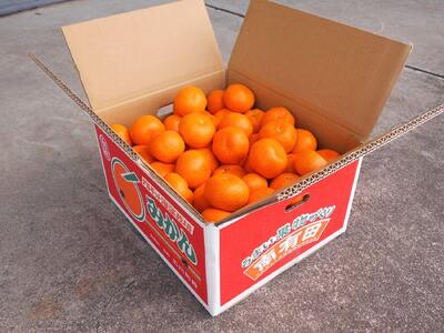 紀州有田みかん　秀品　約10kg　サイズおまかせ（Ｌ・M・S）いずれかお届け［SL43］