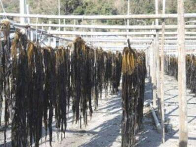 紀州衣奈産乾燥わかめ 約150g×8パック（2026年産） ［SL45］