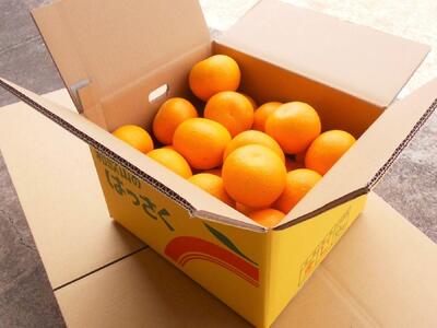 和歌山由良町産さつきはっさく 約10kg 秀品 サイズおまかせ (Ｌまたは２Ｌ) いずれかお届け ［SL41］