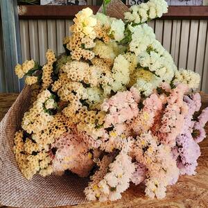 生花《スターチス》花職人Ikeda（ふるさと納税返礼品仕様 ニュアンスカラーmix）
