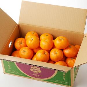 高級ブランド 秀品 紀州有田 田村産 みかん 約3kg