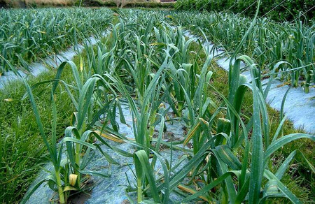 由良町産にんにく 秀品 Lサイズ 約2kg(1kg×2)【SL19】