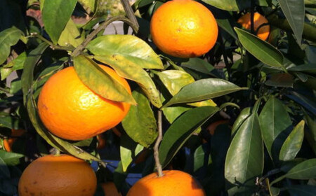 【春みかん】和歌山有田産 カラマンダリン 約5kg サイズおまかせ ★2026年４月より順次発送 ［TM209w］