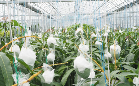 和歌山県産 樹上完熟しおさいマンゴー 2玉入り★2026年8月初旬頃より順次発送　［TM218］