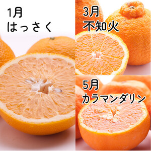 家庭用 柑橘定期便S（奇数月）全6回 ［IKE301］
