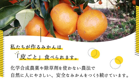 みかん『紅俺（べにおれ）』サイズSML混合 5kg ［糖度12度以上］