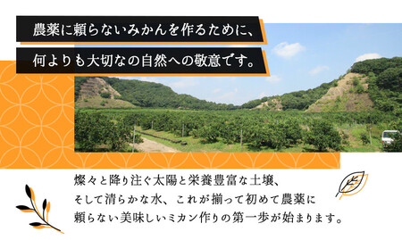 みかん『紅俺（べにおれ）』サイズSML混合 5kg ［糖度12度以上］