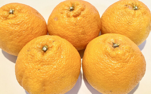 「農園直送」和歌山県産不知火 もりもりの約9kg（サイズ混合 ご家庭用）★2027年2月下旬頃より順次発送 ［TM258］