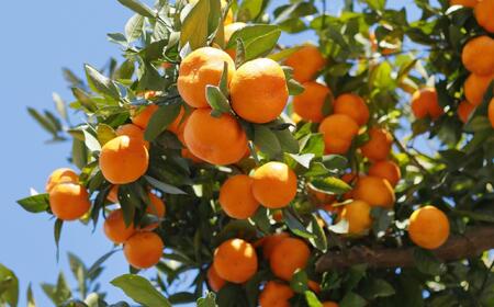 [秀品]和歌山有田みかん約5kg（S～Lサイズ混合）★2026年11月中旬頃より順次発送［TM95］