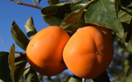 【秋の味覚】和歌山産たねなし柿2L～4Lサイズ約4kg（化粧箱入り）★2026年10月頃より順次発送［TM192］