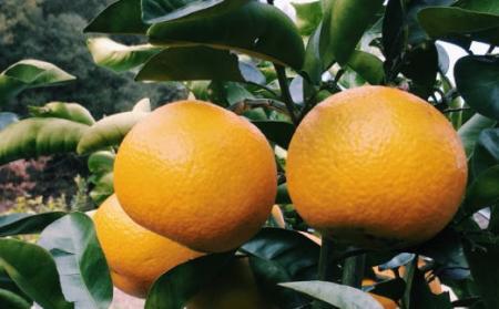 ［手選果］有田産の八朔10kg（SまたはMサイズいずれかお届け）★2026年1月下旬頃より順次発送［TM113］