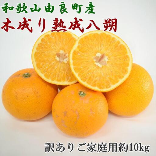 ［産直］和歌山由良町産の木成り熟成八朔訳ありご家庭用約10kg（サイズ混合）★2026年3月中旬頃より順次発送［TM134］