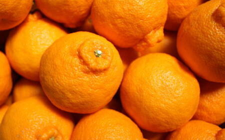 ［お味濃厚］紀州有田産の大玉デコポン約5kg(12玉～18玉入り・青秀以上) ★2026年１月中旬頃より順次発送［TM25］