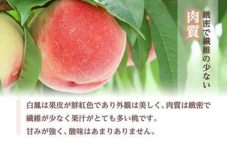 和歌山県産 白鳳 桃 5～8玉入り 秀品 先行予約［2026年6月下旬以降発送］［MG6］