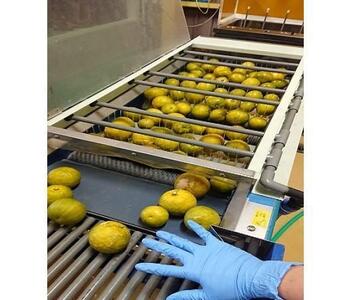 和歌山県の柑橘じゃばらパウダー 100g 【SW95】