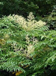 熊野古道 峠の蜂蜜3本セット 【SW71】