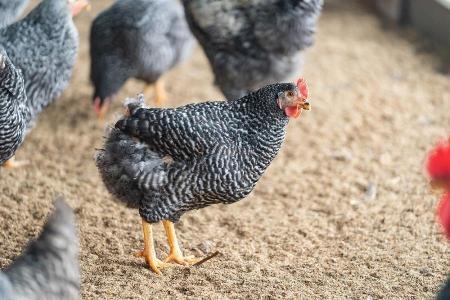 紀の国みかん極みたまごTKGセット