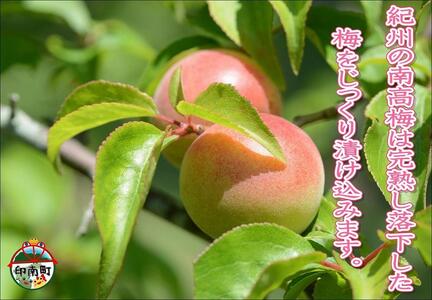 【家庭用】紀州南高梅　うす塩味梅　1.2kg