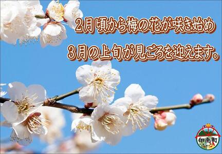 訳あり 【家庭用】紀州南高梅　かつお梅　1.2kg