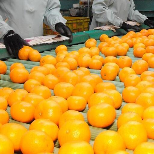 和歌山県産 糖度 12.5度以上 訳あり みかん 3kg 3S ～ Lサイズ混合［MG56］