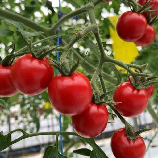 【2026年5月発送】フルーツトマト「fruino ふるーの」1箱（4パック）