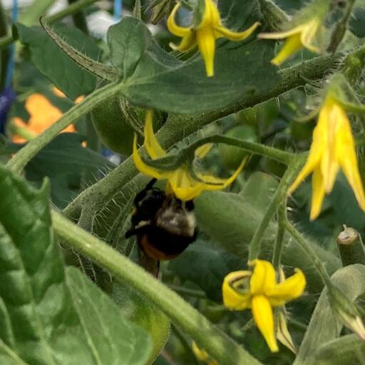 【2026年5月発送】フルーツトマト「fruino ふるーの」1箱（4パック）