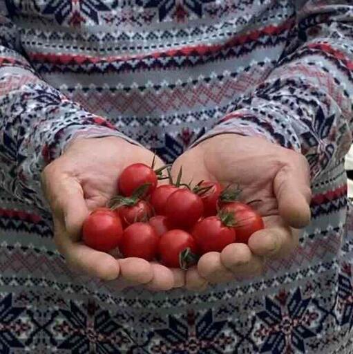 【2026年5月発送】フルーツトマト「fruino ふるーの」1箱（4パック）