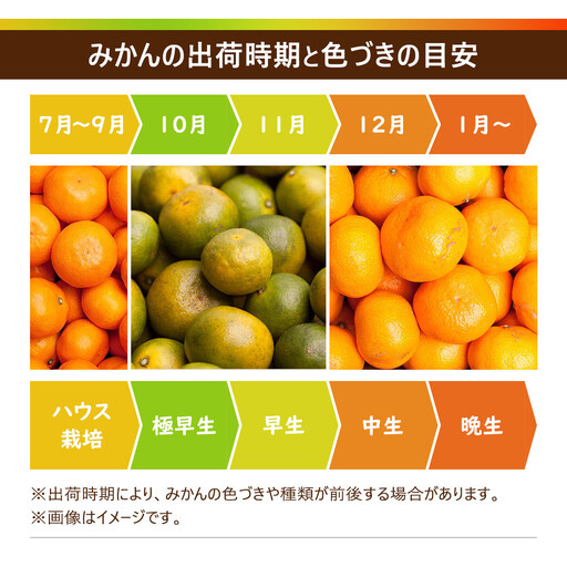 ［先行予約］家庭用 小さな有田みかん10kg+250g（傷み補償分）［2026年10月初旬から2027年1月末日頃順次発送予定］［IKE223］