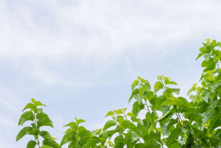 桑の葉生茶30本入