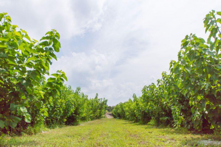 桑の葉生茶30本入