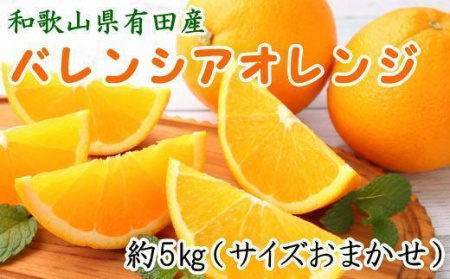 和歌山県有田産バレンシアオレンジ約5kg（サイズおまかせ）★2024年６月下旬より順次発送予定【TM52】