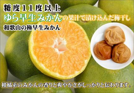 みかんこい梅 yplu005A